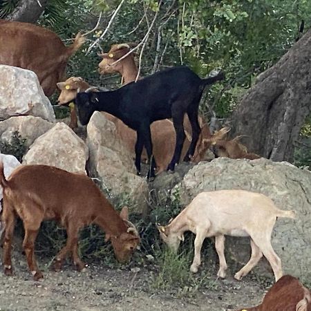 Cortijo Las Palmeras El Chorro Alora Dış mekan fotoğraf