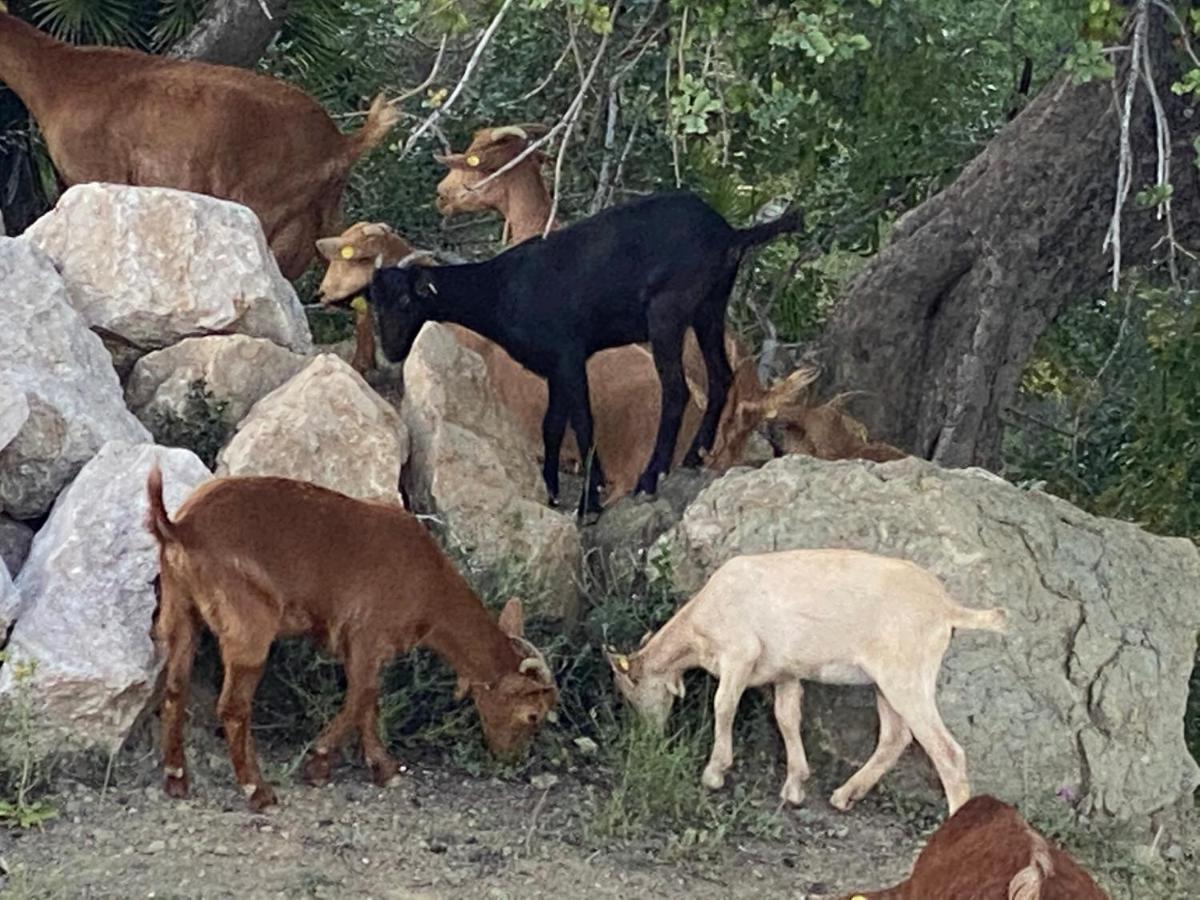 Cortijo Las Palmeras El Chorro Alora Dış mekan fotoğraf
